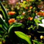 image: Image from the photoset ‘
parc (xiv)
’.