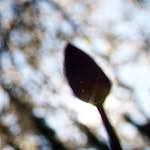 image: Image from the photoset ‘
parc (xiv)
’.