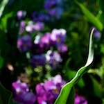 image: Image from the photoset ‘
parc (xiv)
’.