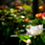 image: Image from the photoset ‘
parc (xiv)
’.