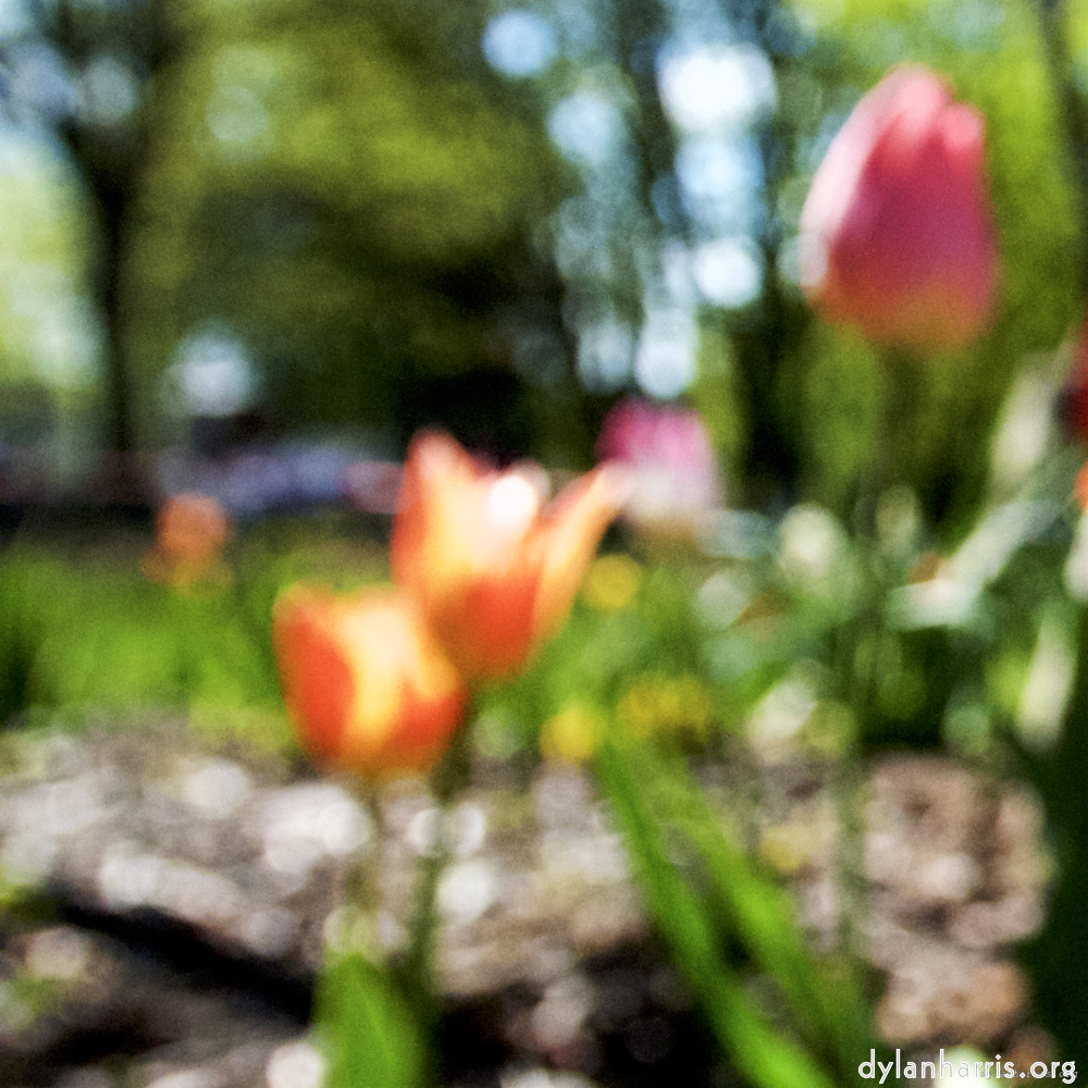 Image: Image 'parc (xv) 6'.