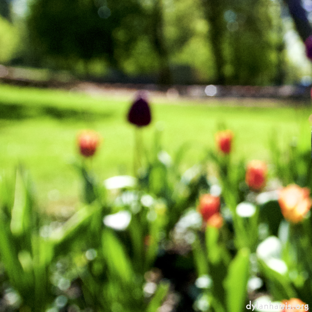 Image: Image 'parc (xv) 7'.