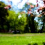 Image: First image from the photoset 'parc (xv)'.