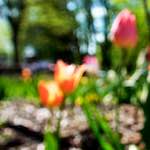 Image: Sixth image from the photoset 'parc (xv)'.