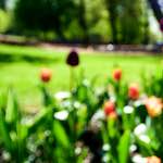 Image: Seventh image from the photoset 'parc (xv)'.