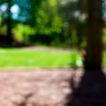 Image: First image from the photoset 'parc (xvi)'.