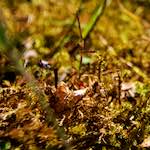 Image: Second image from the photoset 'parc (xvi)'.