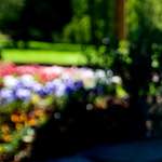 Image: Third image from the photoset 'parc (xvi)'.