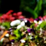 Image: Fourth image from the photoset 'parc (xvi)'.