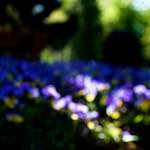 Image: Sixth image from the photoset 'parc (xvi)'.