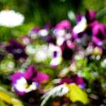 Image: Eighth image from the photoset 'parc (xvi)'.