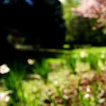 Image: First image from the photoset 'parc (xvii)'.