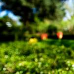 Image: Third image from the photoset 'parc (xvii)'.