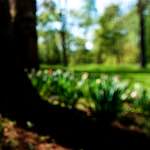 Image: Fourth image from the photoset 'parc (xvii)'.