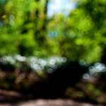 Image: Sixth image from the photoset 'parc (xvii)'.