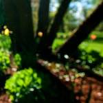 Image: Eighth image from the photoset 'parc (xvii)'.