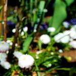 Image: Ninth image from the photoset 'parc (xvii)'.