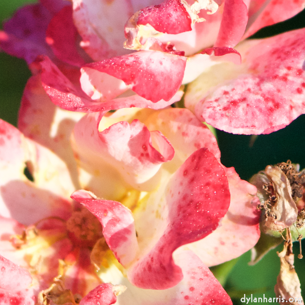 Image: Image 'escher blummen (xcv) 1'.