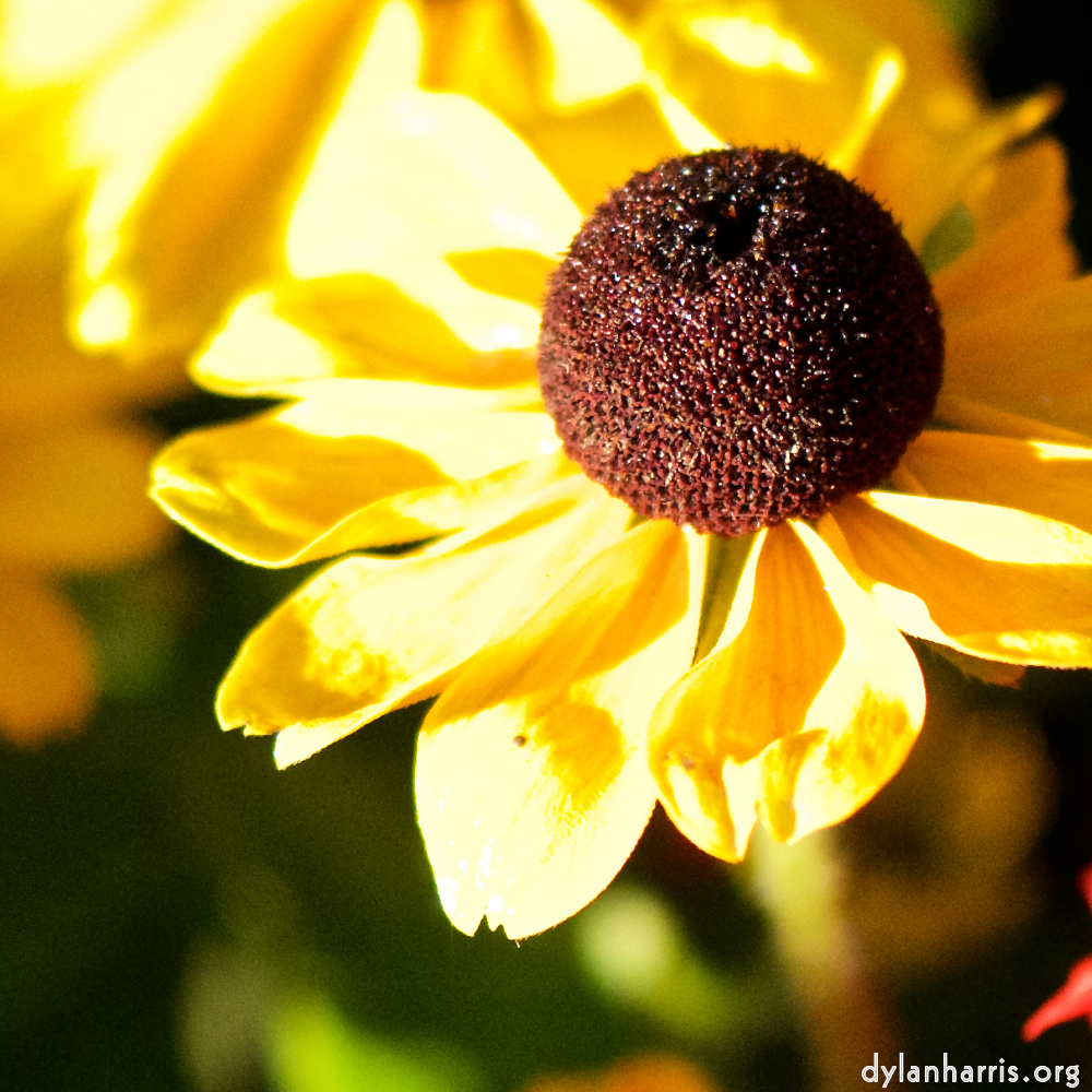 Image: Image 'escher blummen (xcv) 2'.