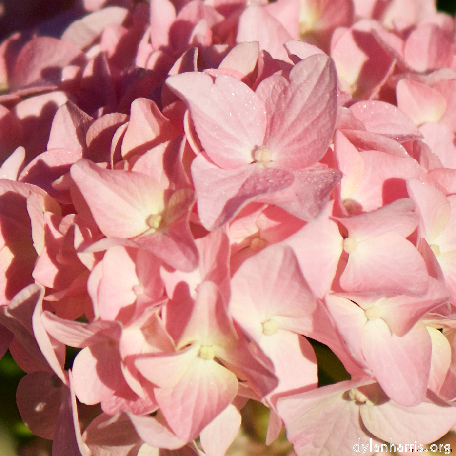 Image: Image 'escher blummen (xcv) 4'.