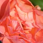 Image: Third image from the photoset 'escher blummen (xcv)'.