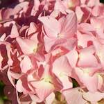 Image: Fourth image from the photoset 'escher blummen (xcv)'.