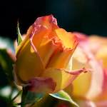 Image: Fifth image from the photoset 'escher blummen (xcv)'.