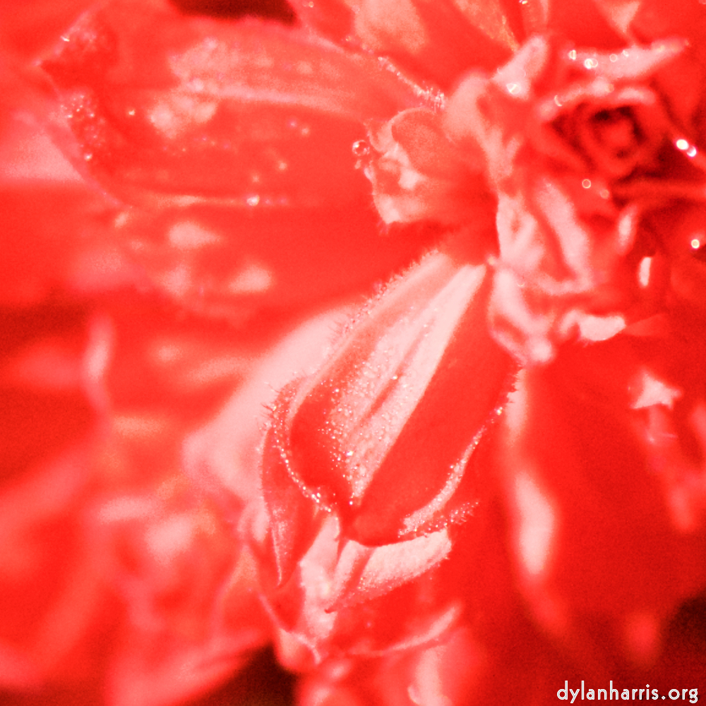 Image: Image 'escher blummen (xcvi) 3'.