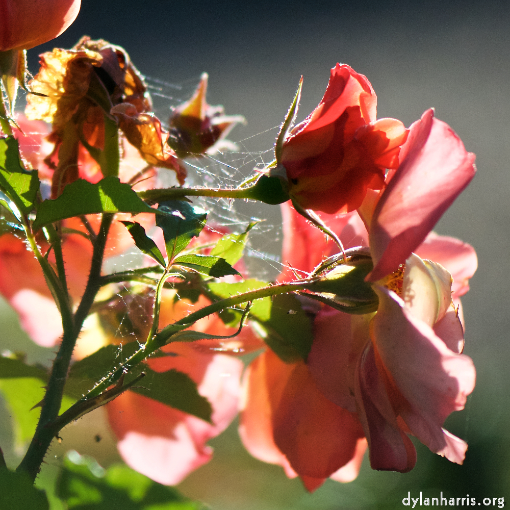 Image: Image 'escher blummen (xcvi) 6'.