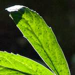 Image: First image from the photoset 'escher blummen (xcvi)'.