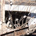 Image: Fifth image from the photoset 'escher blummen (xcvi)'.