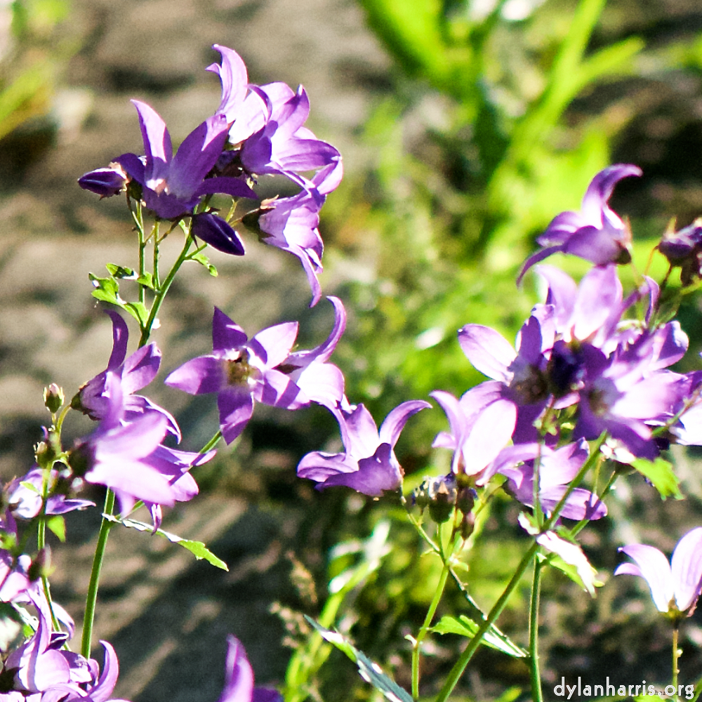 image: This is ‘
escher blummen (xcvii) 1
’.