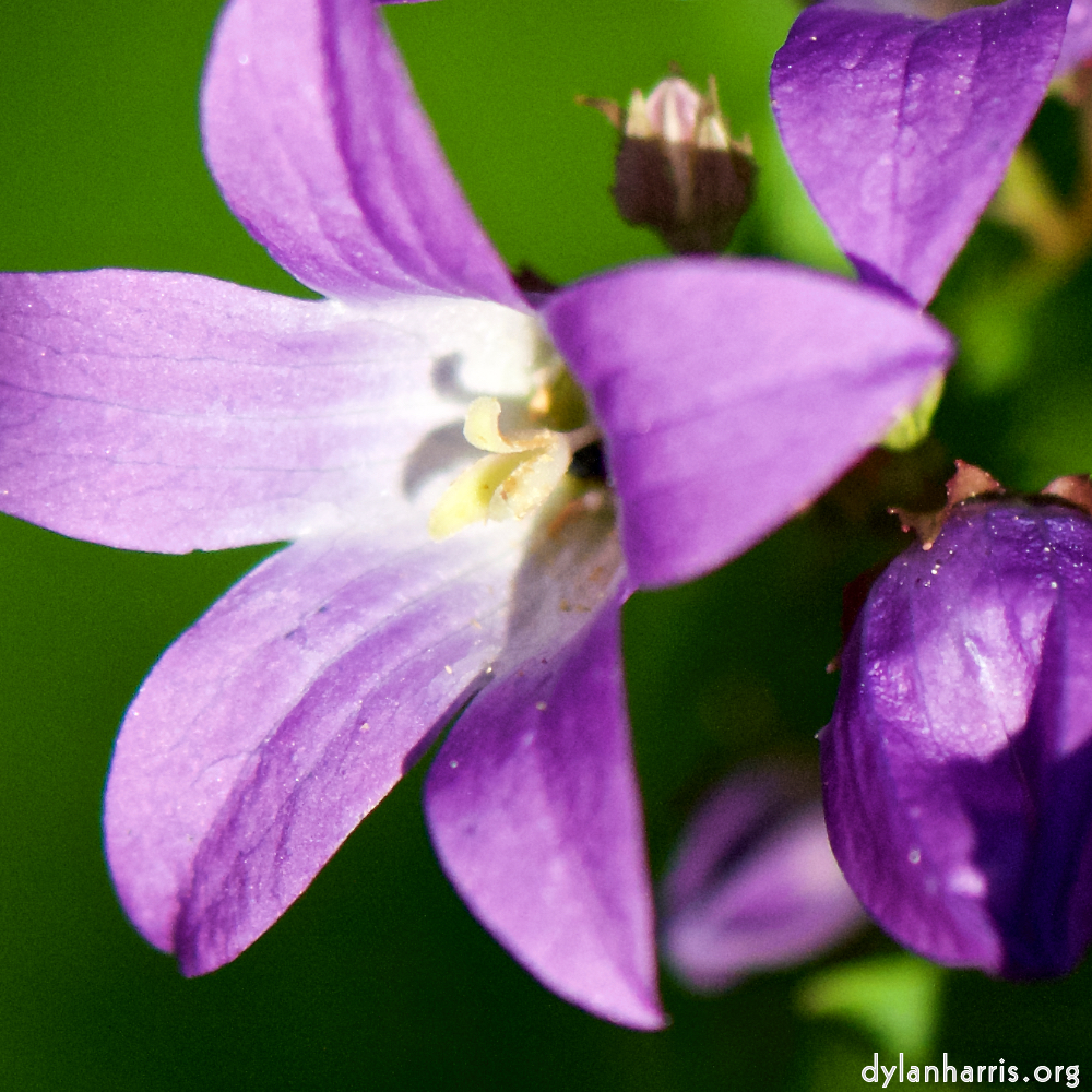 image: This is ‘
escher blummen (xcvii) 2
’.