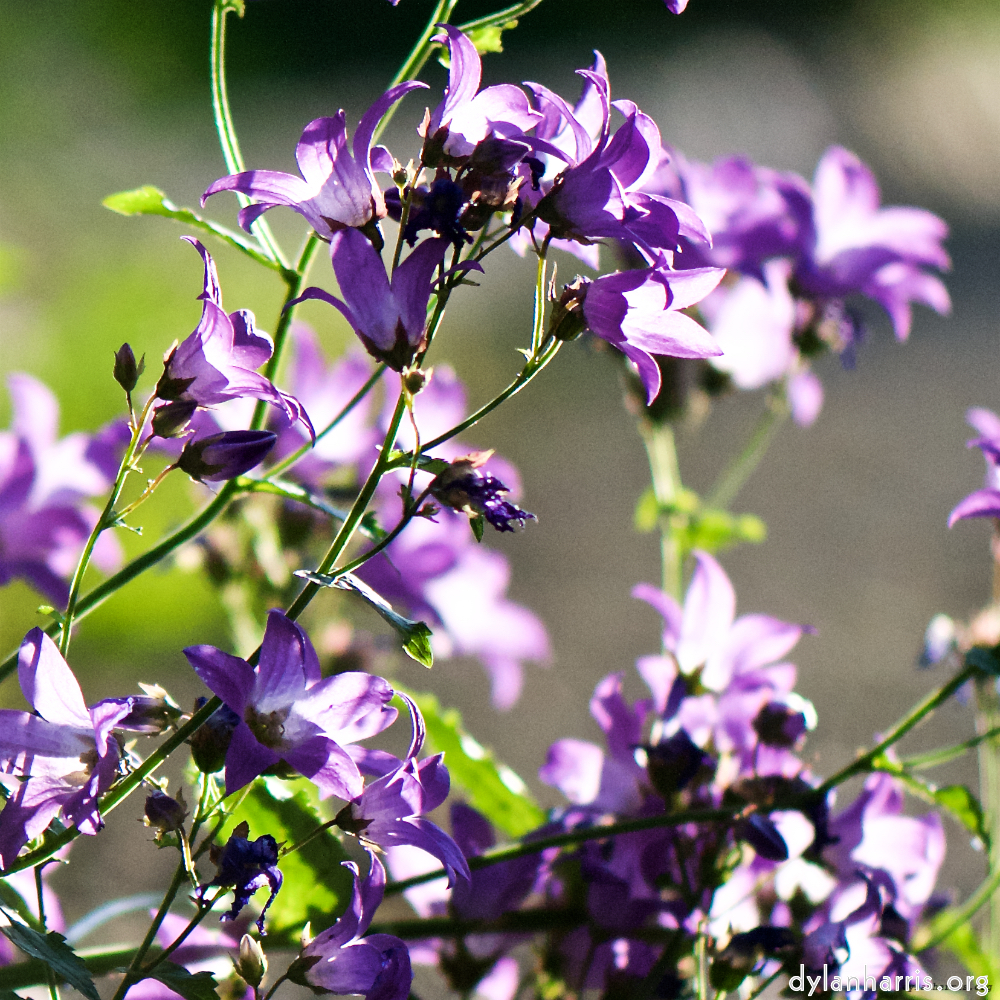 image: This is ‘
escher blummen (xcvii) 3
’.