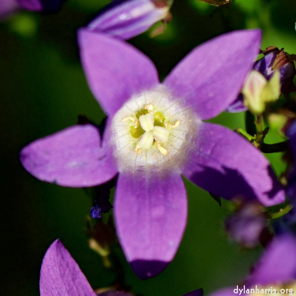 image: This is ‘
escher blummen (xcvii) 5
’.