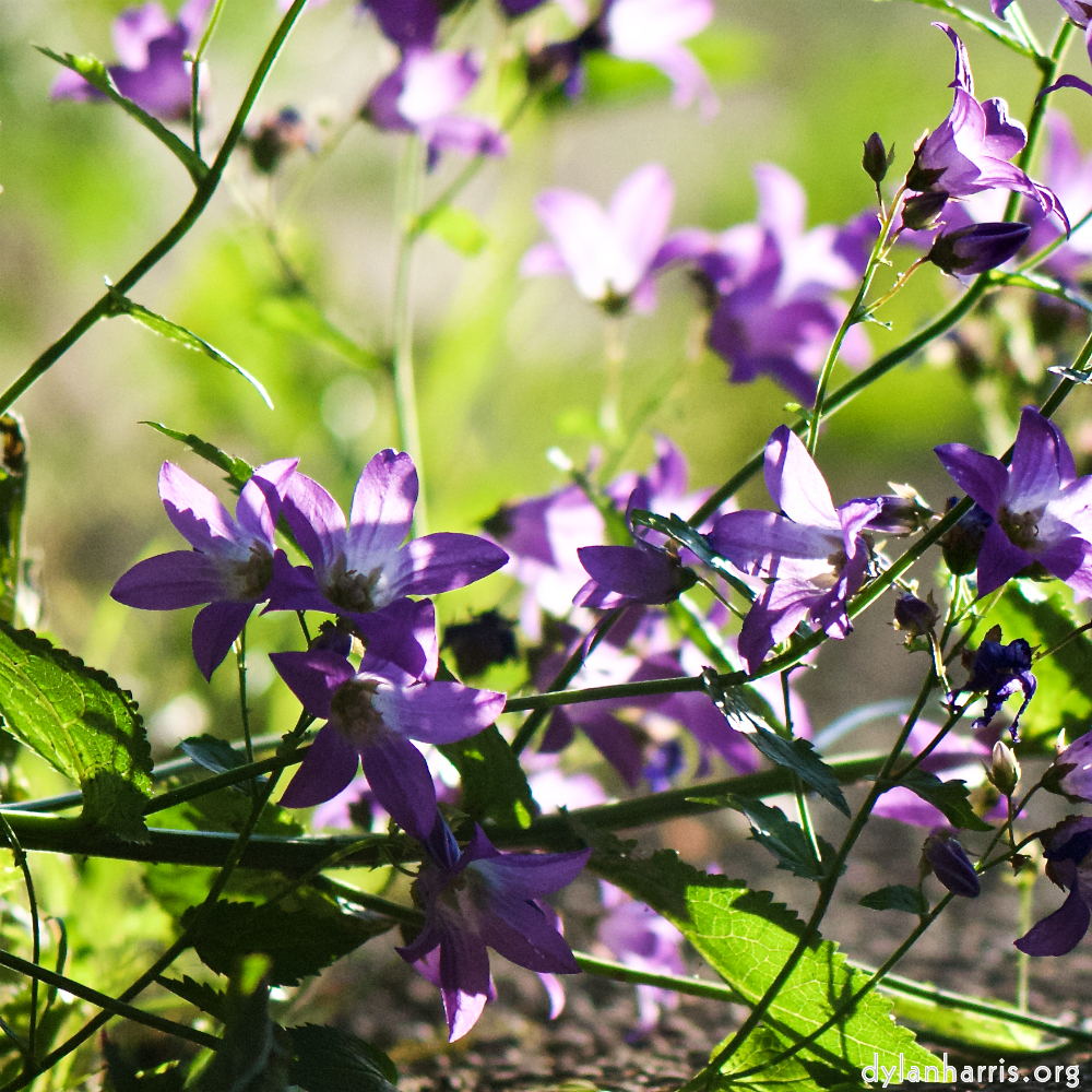 image: This is ‘
escher blummen (xcvii) 6
’.