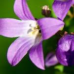 image: Image from the photoset ‘
escher blummen (xcvii)
’.