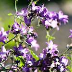 image: Image from the photoset ‘
escher blummen (xcvii)
’.