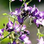 image: Image from the photoset ‘
escher blummen (xcvii)
’.