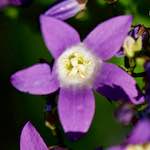 image: Image from the photoset ‘
escher blummen (xcvii)
’.