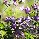 image: Image from the photoset ‘
escher blummen (xcvii)
’.