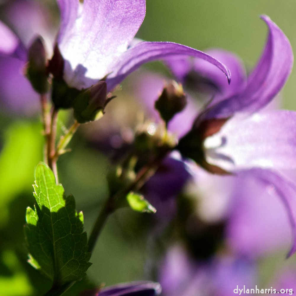 image: This is ‘
escher blummen (xcviii) 2
’.