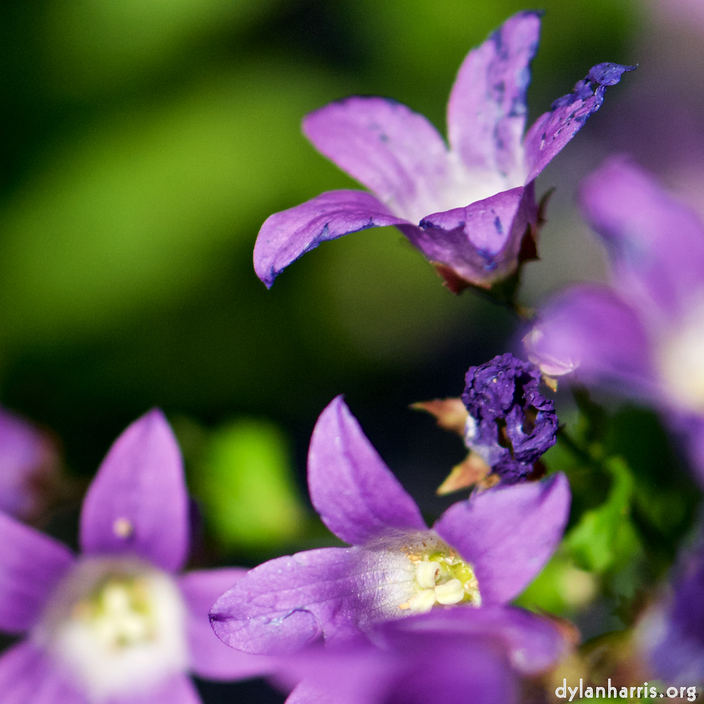 image: This is ‘
escher blummen (xcviii) 3
’.