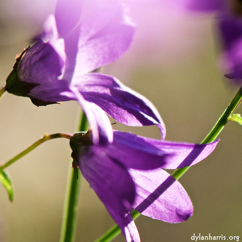 image: This is ‘
escher blummen (xcviii) 5
’.