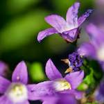 image: Image from the photoset ‘
escher blummen (xcviii)
’.