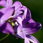 image: Image from the photoset ‘
escher blummen (xcviii)
’.