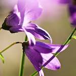 image: Image from the photoset ‘
escher blummen (xcviii)
’.