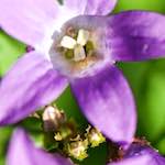 image: Image from the photoset ‘
escher blummen (xcviii)
’.