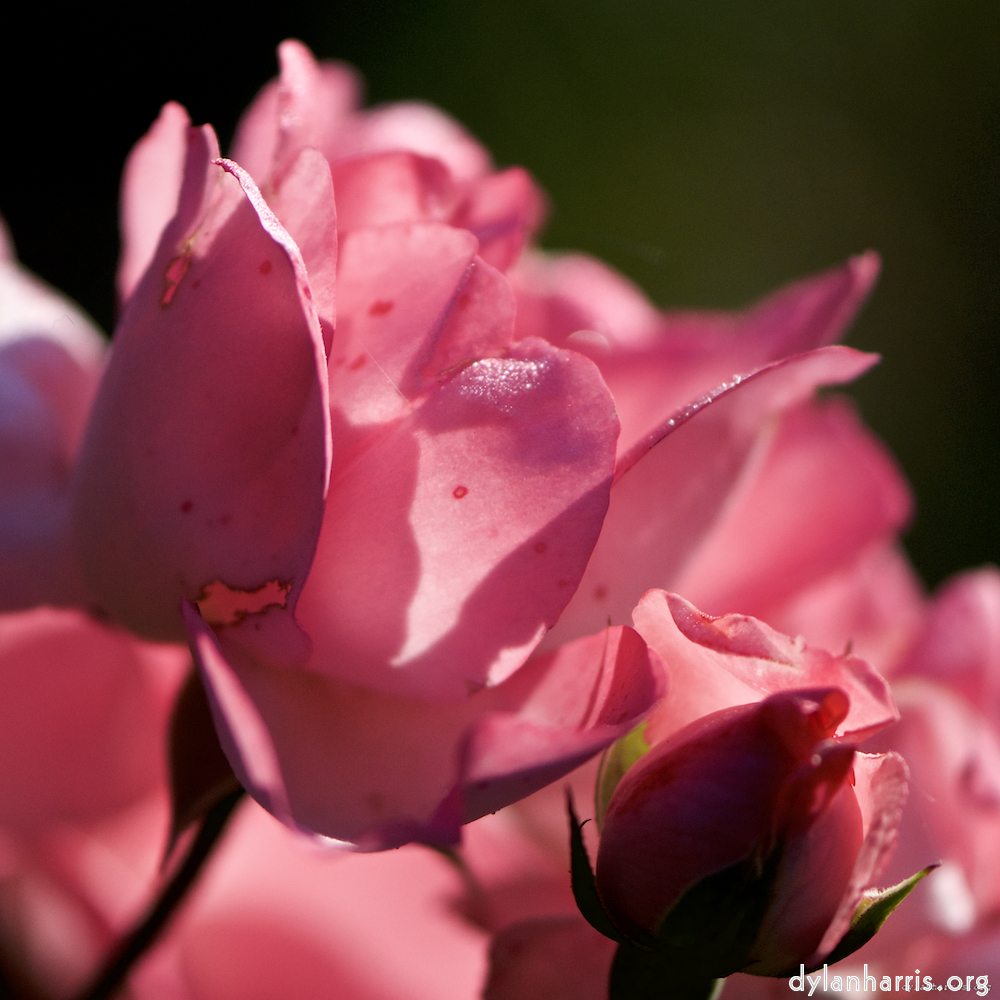 Image: Image 'escher blummen (ic) 1'.