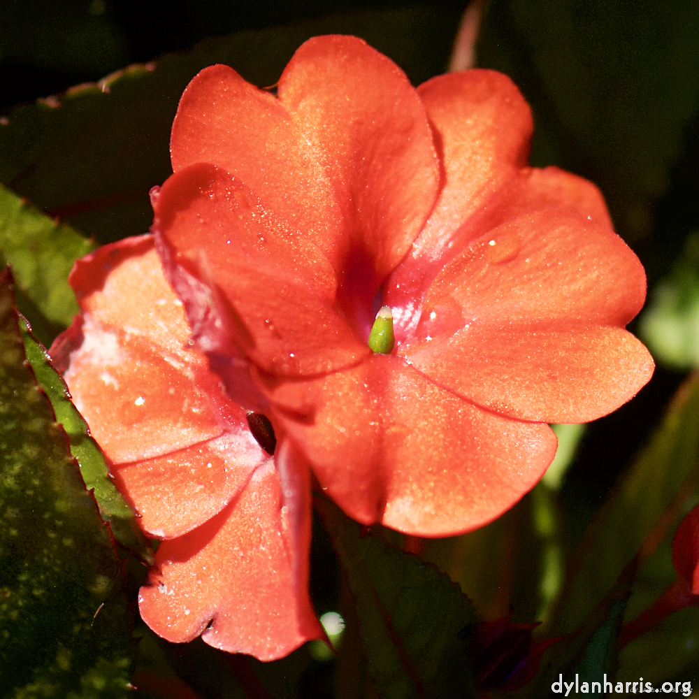 Image: Image 'escher blummen (ic) 3'.